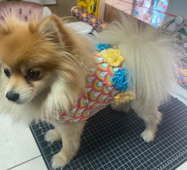 The Posh Pet Boutique Dog Clothes, Dog Boutique